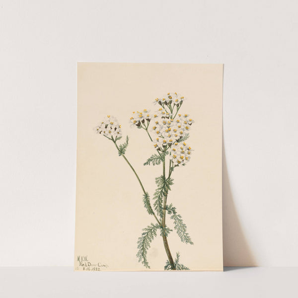 Western Yarrow (Achillea lanulosa) (1922) by Mary Vaux Walcott