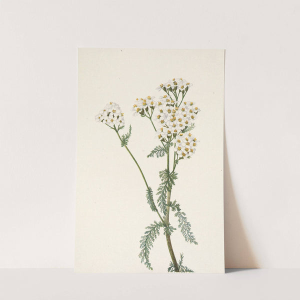 Western Yarrow. Achillea lanulosa (1925) by Mary Vaux Walcott