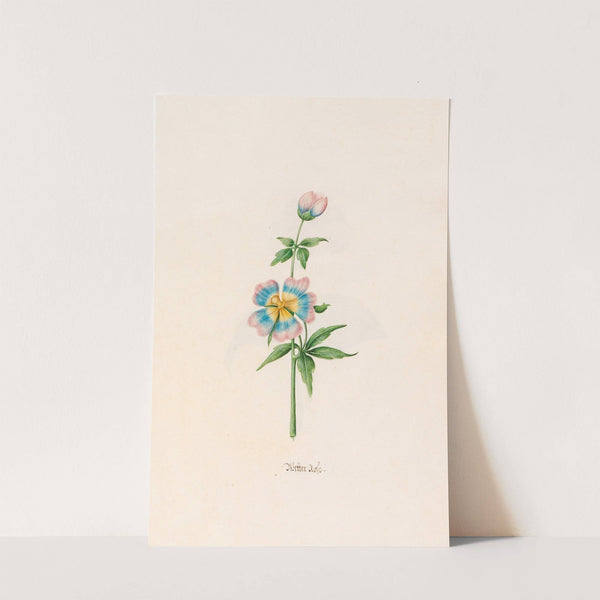 Wetter rose (1692) by Magdelena Rosina Funck