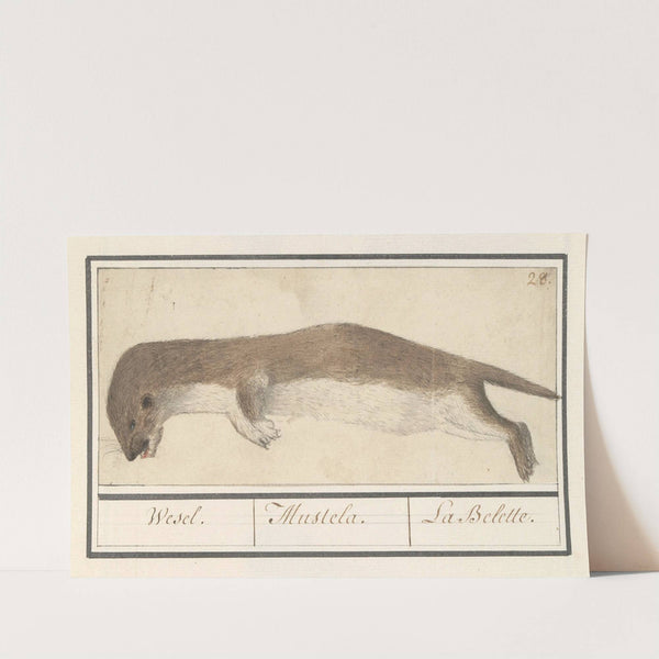 Wezel (Mustela nivalis) Wesel. Mustela. La Belette (1596-1610) by Anselmus Boëtius de Boodt