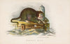 Wharf Rat (1851)