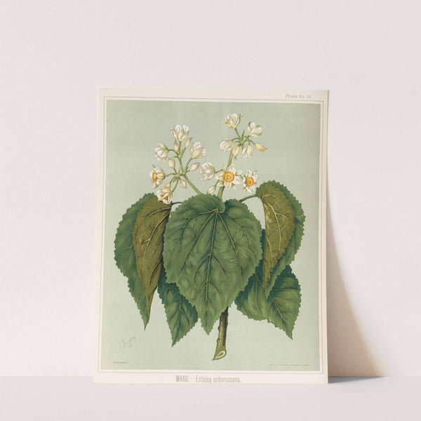 Whau. - Entelea arborescens. Plate 13 by Sarah Featon