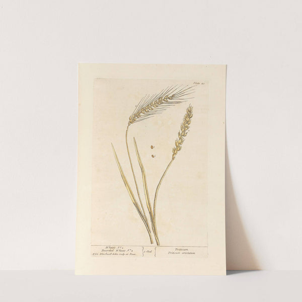 Wheat no. 1; Bearded wheat no. 2 by Elizabeth Blackwell
