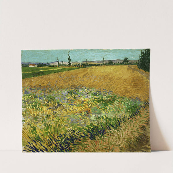Wheatfield (1888) by Vincent van Gogh