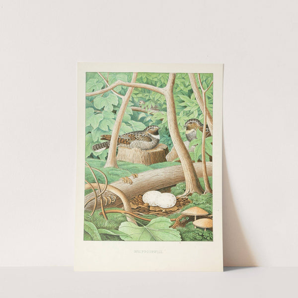 Whippoorwill (1882) by Edwin L. Sheppard