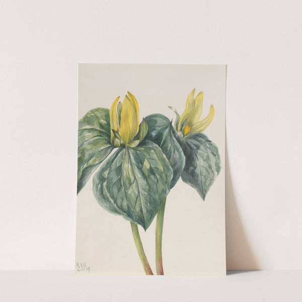 Whippoorwill Flower (Trillium hugeri) (1937) by Mary Vaux Walcott