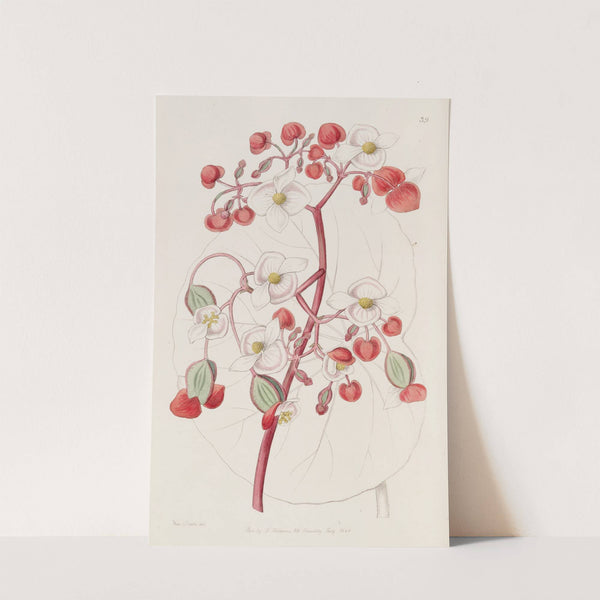White and Scarlet Begonia by Sydenham Edwards