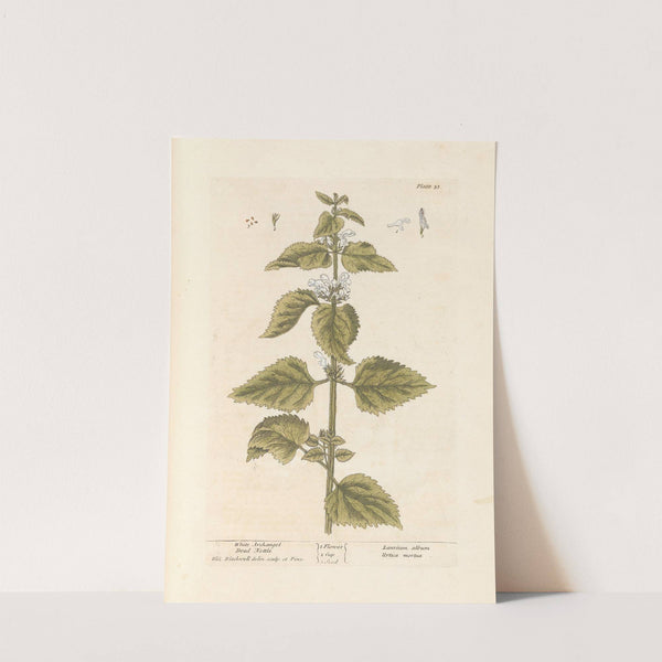 White archangel; Dead nettle by Elizabeth Blackwell