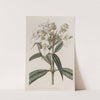 White Balsam (1815-1819) by Sydenham Edwards