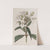 White Balsam (1815-1819) by Sydenham Edwards