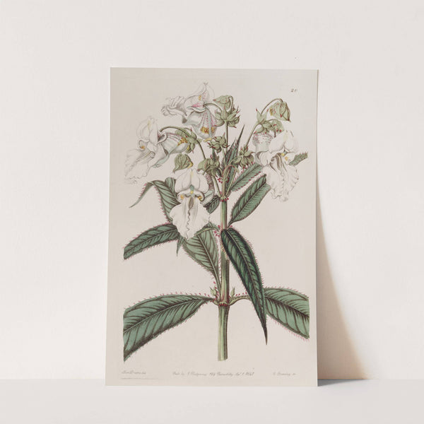 White Balsam (1815-1819) by Sydenham Edwards