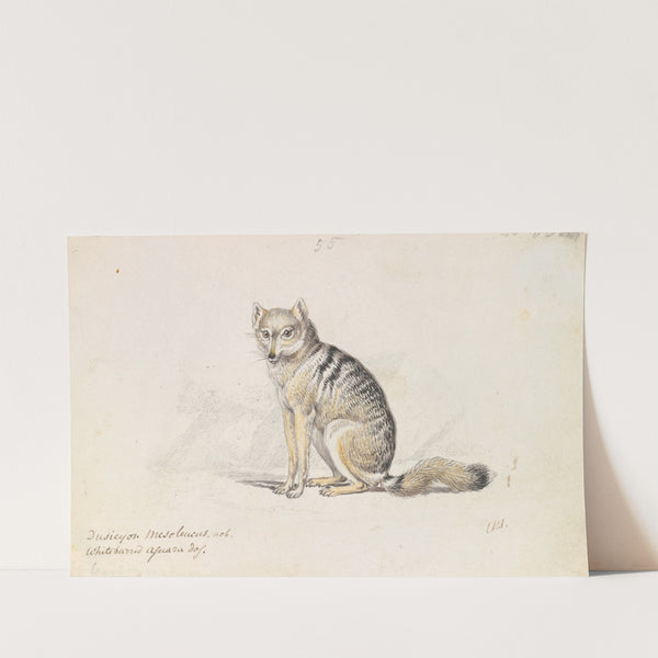 White-Barred Aguara Fox (1837) by Charles Hamilton Smith