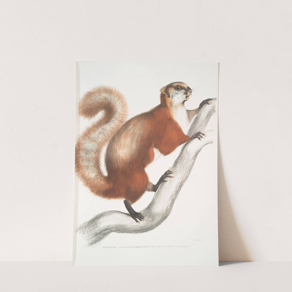 White bellied Flying Squirrel, Pteromys albiventer. by John Edward Gray