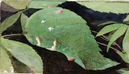White Birch Leaf Edge Caterpillar