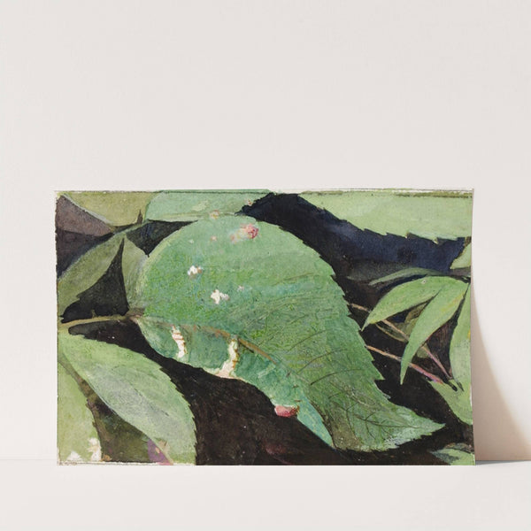 White Birch Leaf Edge Caterpillar by Emma Beach Thayer