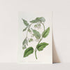 White Bladderbloom (1815-1819) by Sydenham Edwards