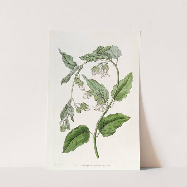 White Bladderbloom (1815-1819) by Sydenham Edwards