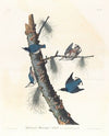 White-breasted black-capped nuthatch