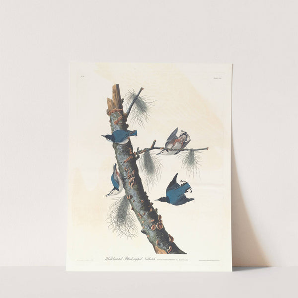 White-breasted black-capped nuthatch by John James Audubon