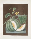 White candia (melon). (1812)