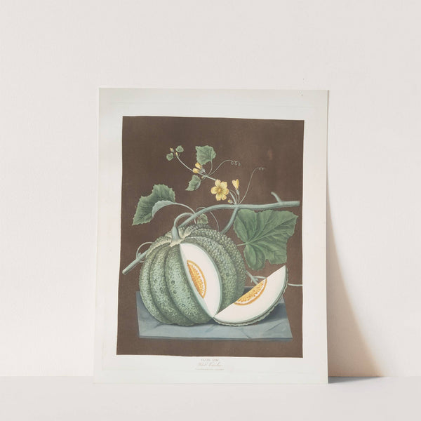 White candia (melon). (1812) by George Brookshaw