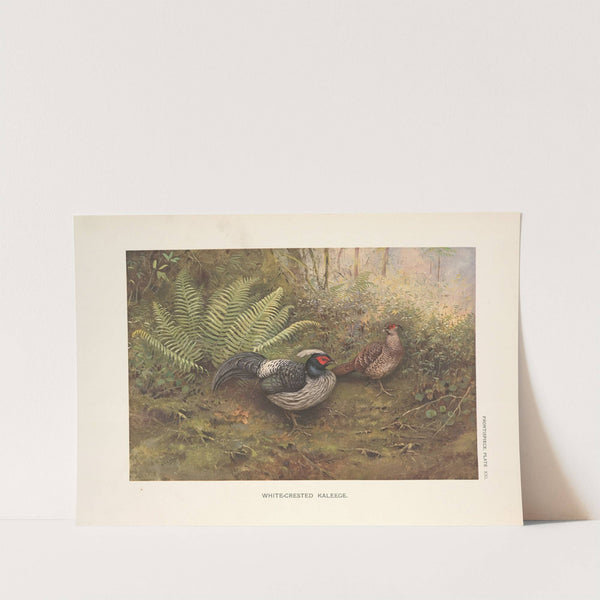 White-Crested Kaleege (Gennaeus albocristatus). (1918-1922) by George Edward Lodge