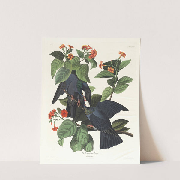 White-crowned pigeon by John James Audubon
