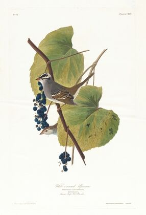 White-crowned sparrow