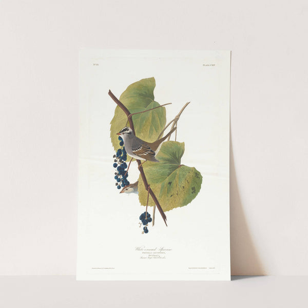 White-crowned sparrow by John James Audubon