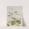White Cyclamen by Maria Sibylla Merian