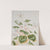 White Cyclamen by Maria Sibylla Merian