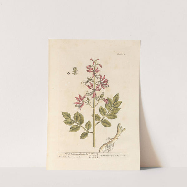 White dittany or fraxinella by Elizabeth Blackwell