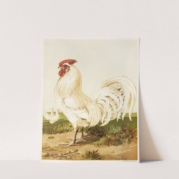 White Dorking (1867) by Harrison Weir
