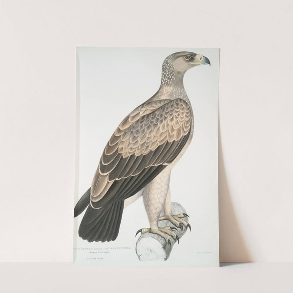 White Dotted Eagle, Aquilla punctata. by John Edward Gray