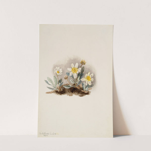 White Dryad (Dryas octopetala) (1902) by Mary Vaux Walcott