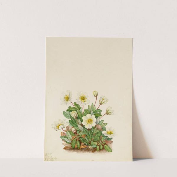 White Dryad (Dryas octopetala) (1925) by Mary Vaux Walcott