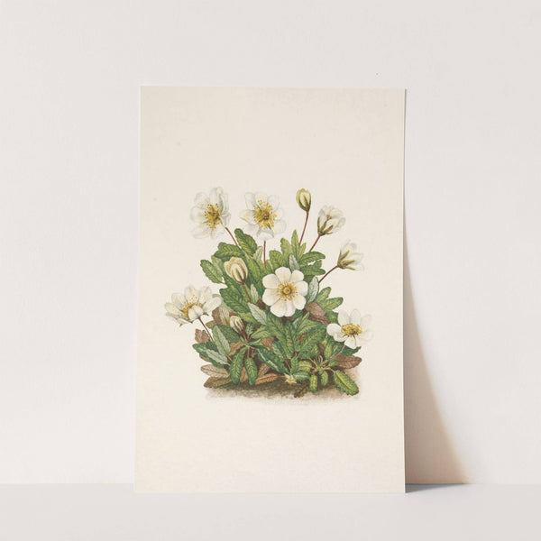 White Dryad (flower). Dryas octopetala (1925) by Mary Vaux Walcott