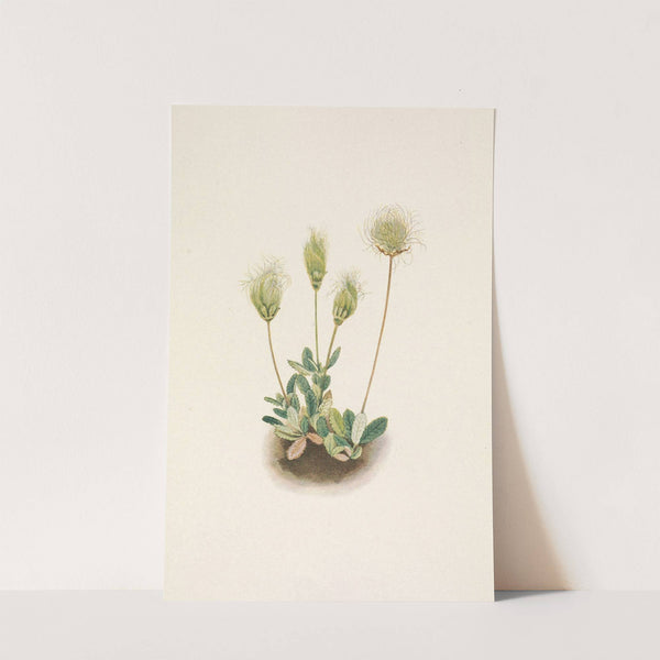 White Dryad (fruit). Dryas octopetala (1925) by Mary Vaux Walcott