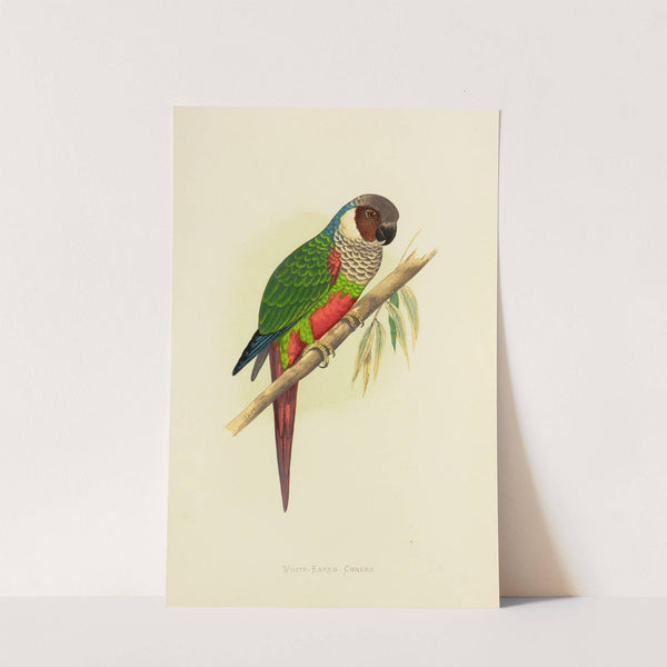 White-Eared Conure (1884-1887) by Alexander Francis Lydon