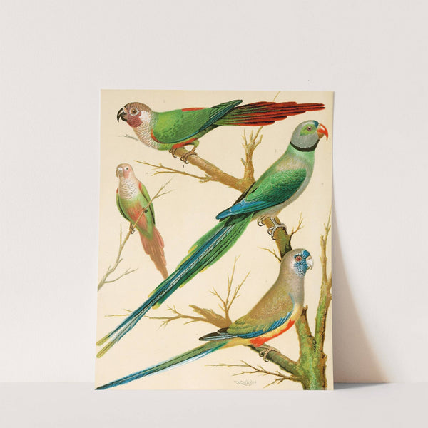 White-Eared Conures, Malabar Parrakeet, Blue Bonnet Parrakeet by W. A . Blakston