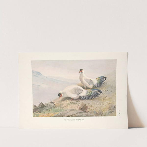 White Eared-Pheasant (Crossoptilon tibetanum). (1918-1922) by George Edward Lodge
