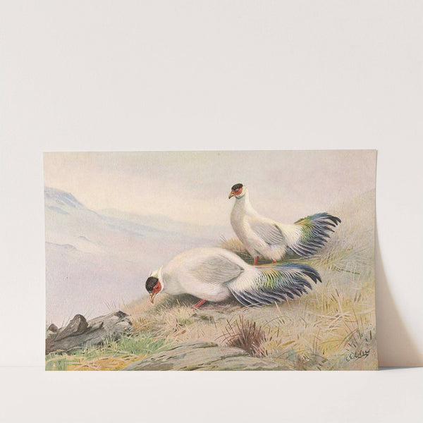 White Eared-Pheasant by George Edward Lodge