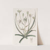 White-edged Ornithogalum (1815-1819) by Sydenham Edwards