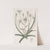 White-edged Ornithogalum (1815-1819) by Sydenham Edwards