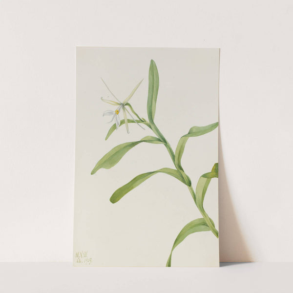 White Epidendrum (Epidendrum nocturnum) (1919) by Mary Vaux Walcott