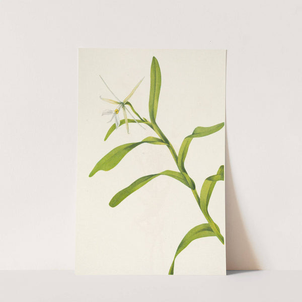 White Epidendrum. Epidendrum nocturnum (1925) by Mary Vaux Walcott