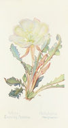 White Evening Primrose