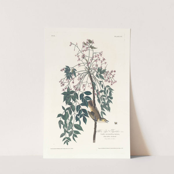 White eyed flycatcher by John James Audubon