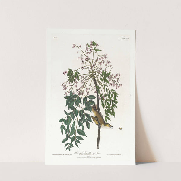 White-eyed flycatcher or vireo by John James Audubon