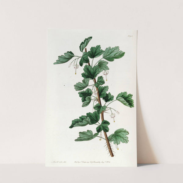 White-flowered Gooseberry by Sydenham Edwards